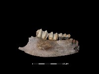 水鹿骨藏品圖，第2張