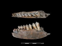 水鹿骨藏品圖，第1張