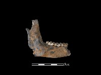 獐骨藏品圖，第2張