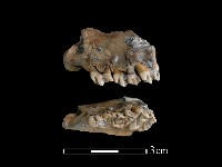 獐骨藏品圖，第1張