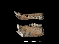 野豬骨藏品圖，第2張