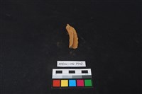 陶片藏品圖，第1張