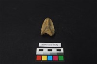 陶片藏品圖，第3張