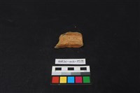 陶片藏品圖，第2張