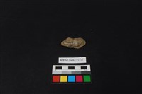 陶片藏品圖，第2張