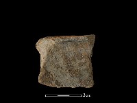 陶片藏品圖，第2張