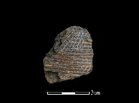 陶片藏品圖，第1張