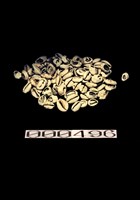 古貝錢藏品圖，第1張