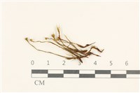 登錄號:B00000041藏品圖，第1張