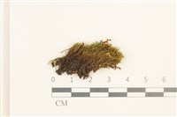 登錄號:B00000042藏品圖，第1張