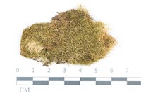 青毛苔藏品圖，第1張