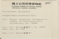 東亞昂氏蘚,東方昂氏蘚藏品圖，第2張