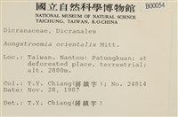 東亞昂氏蘚,東方昂氏蘚藏品圖，第2張