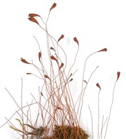 登錄號:B00000095藏品圖，第3張