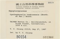 粗齒雉尾蘚藏品圖，第2張