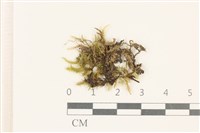 粗齒雉尾蘚藏品圖，第1張