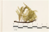 Accession Number:B00000155 Collection Image, Figure 1, Total 2 Figures