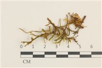 臺灣逆毛蘚藏品圖，第1張