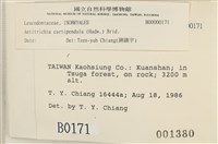 臺灣逆毛蘚藏品圖，第2張