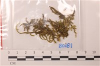 登錄號:B00000181藏品圖，第1張