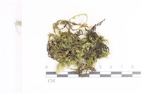 登錄號:B00000185藏品圖，第1張