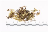 毛扭蘚藏品圖，第1張