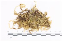 毛扭蘚藏品圖，第1張