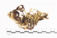 毛扭蘚藏品圖，第1張