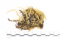 大灰氣蘚藏品圖，第1張