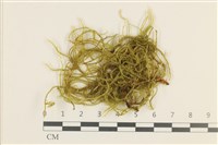 登錄號:B00000194藏品圖，第1張