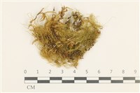 鞭枝懸蘚藏品圖，第1張