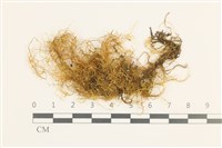 鞭枝懸蘚藏品圖，第1張