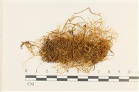 登錄號:B00000199藏品圖，第1張