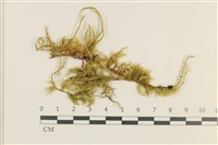 登錄號:B00000200藏品圖，第1張