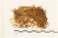 登錄號:B00000202藏品圖，第1張