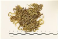 登錄號:B00000241藏品圖，第1張