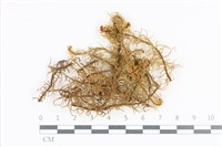 山羽蘚藏品圖，第1張