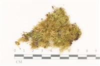 登錄號:B00000377藏品圖，第1張