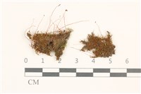 登錄號:B00000378藏品圖，第1張