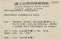 灰羽蘚藏品圖，第2張