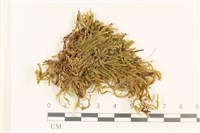 登錄號:B00000401藏品圖，第1張