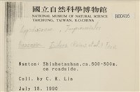 鞭苔,三裂鞭苔藏品圖，第2張