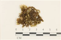 鞭苔,三裂鞭苔藏品圖，第1張