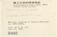 蛇苔藏品圖，第2張