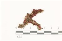 蛇苔藏品圖，第1張