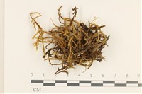 登錄號:B00000448藏品圖，第1張