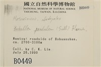 多疣懸蘚藏品圖，第2張