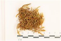 登錄號:B00000454藏品圖，第1張