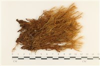 登錄號:B00000462藏品圖，第1張