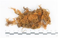 登錄號:B00000481藏品圖，第1張